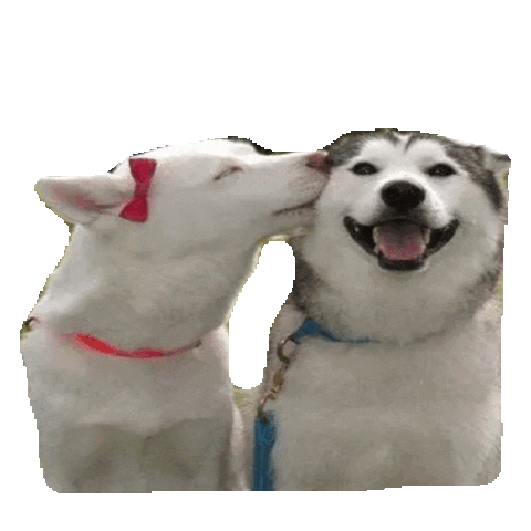 puppy love dog GIF by imoji