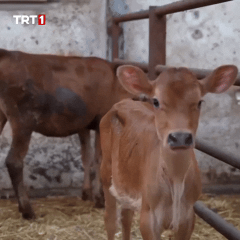 Look Hello GIF by TRT