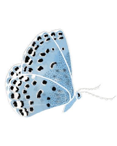 Butterfly Flying Sticker