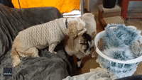 It's Not So Baaaad! Goat Enjoys Kisses From Puppy Pal