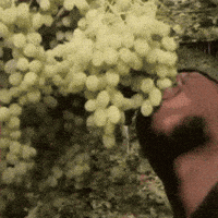 Biologico Syma GIF