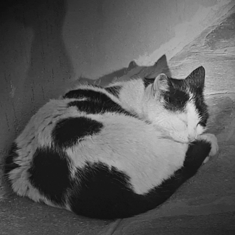 Cat Relax GIF by Q Agency