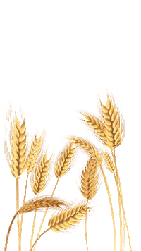 Agro Trigo Sticker by Sementes Roos
