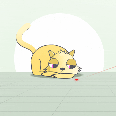Cat Kitty GIF by Flow