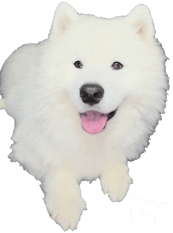 Sammy Benji Sticker