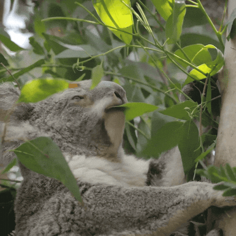 giphy.gif