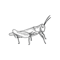 Mezcaloaxaca Sticker by Mezcal Ictuz