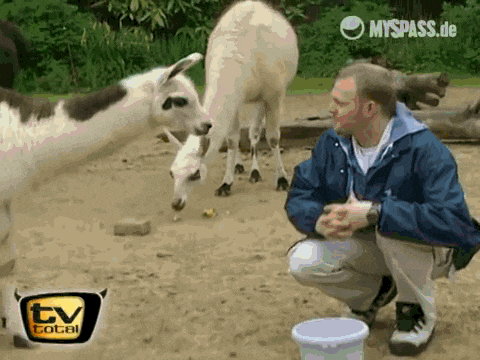 lama GIF