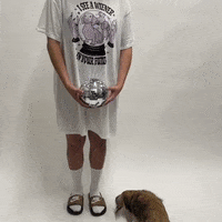 Crystal Ball Dachshund GIF by beangoods
