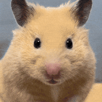nurungi animal hamster see doubt GIF