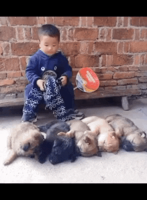 cuteanimalland giphyupload GIF