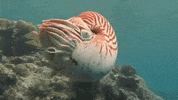 Marine Life Shell GIF by Oceana