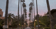 Palm Trees Asu GIF by Arizona State University