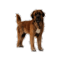 Dog Love Sticker by Galletitas Fachitas