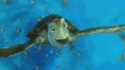 GIF by Disney