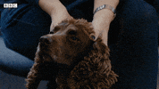 Bbc Two Iplayer GIF by BBC