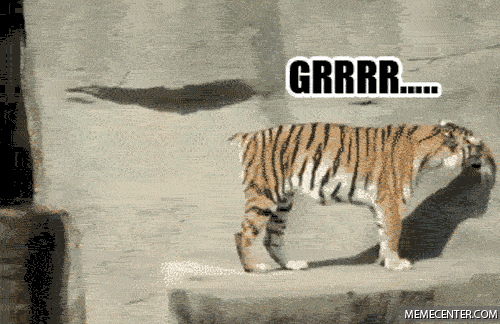tiger GIF