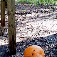 pumpkin GIF