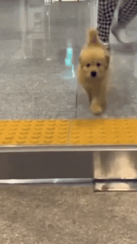 cuteanimalland giphyupload GIF