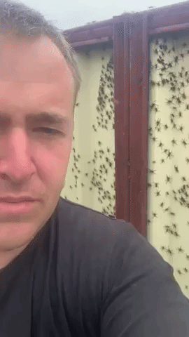 Spiders Take Refuge on Man's Backyard Fence Amid New South Wales Floods