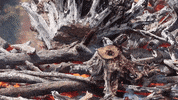 Fire GIF by JC Property Professionals