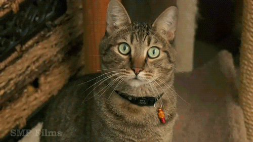 youtube cat GIF