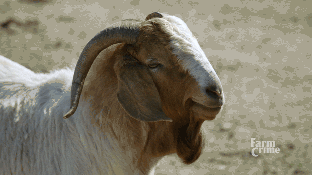goat sheep GIF by CBC