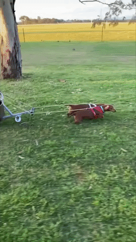 Toddler Rides Homemade Chariot Pulled By Dogs