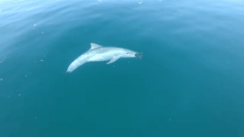 dolphin GIF