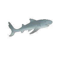 Shark Sps Sticker