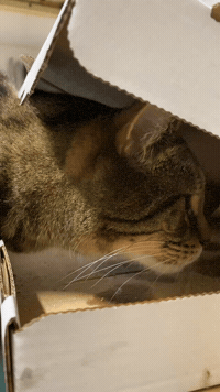 Pizza Time Cat GIF