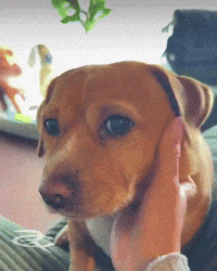 Cute Dog Cashew GIF by Respective