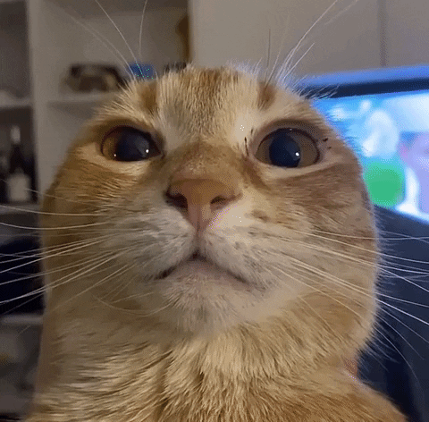 ficu25 giphyupload GIF