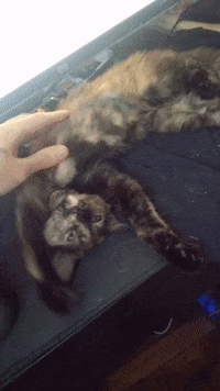 Bibou GIF