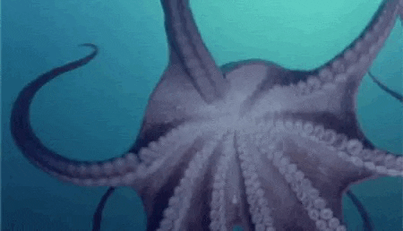 ocean octopus GIF by OctoNation