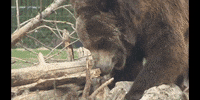 Hungry Bear GIF by DIIMSA Stock