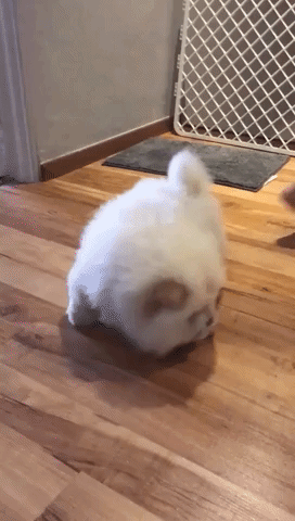 Puffie the Chow Chow has an Itch He Just Can't Scratch
