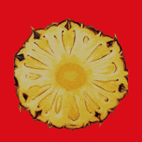 Summer Comida GIF