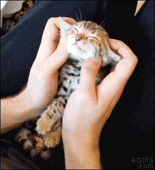 asyaakdogan giphyupload GIF