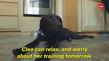 Cleo Can Relax