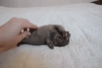 cuteness overload GIF