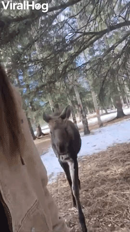 Raised Rescued Moose Still Follows Around Human Mo