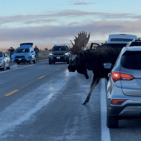 Vacationer Convinced He Spotted Famous Moose