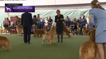Golden Retriever Heaven GIF by Westminster Kennel Club