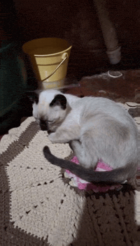 Cat Im Tired GIF