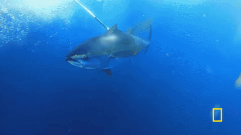 natgeochannel giphygifmaker wicked tuna GIF