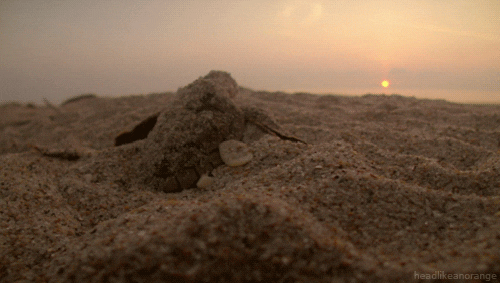 baby turtle GIF by Cheezburger