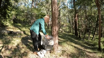 Mama Koala and Joey Return to the Wild After Vaccination