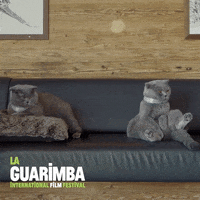 Tired Cat GIF by La Guarimba Film Festival