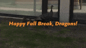 Happy Thanksgiving GIF by Minnesota State University Moorhead